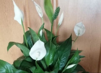 Moja mama RADI jednu stvar nakon zalijevanja spatifiliuma: Ne možete ni izbrojati nove pupoljke!