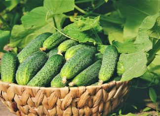 9 alkalnih namirnica koje će očistiti i ukloniti kiselinu iz vašeg tijela
