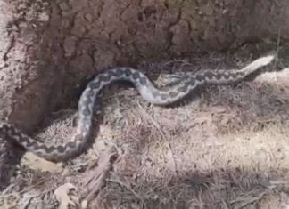 AKO VIDITE DA VAM SE ZMIJA PRIBLIŽAVA, SAMO URADITE OVO I 0TJERAĆETE JE KAO OD ŠALE: Od toga bježe kao lude