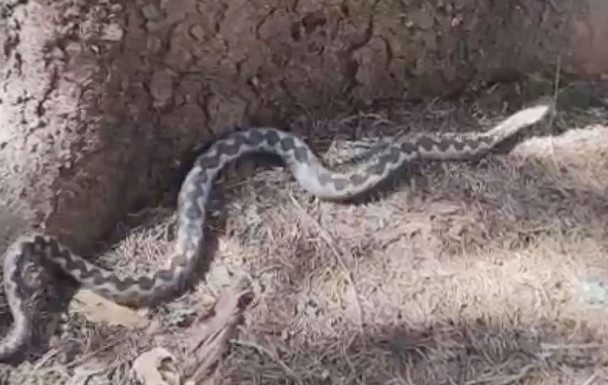 AKO VIDITE DA VAM SE ZMIJA PRIBLIŽAVA, SAMO URADITE OVO I 0TJERAĆETE JE KAO OD ŠALE: Od toga bježe kao lude