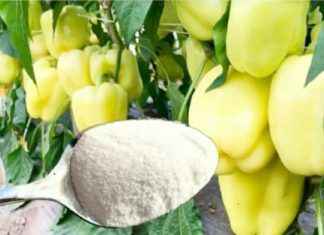 1 žlica za papriku u MAJU i ona ODMAH raste, oživljava i rađa 5 PUTA više: To je vrlo važan korak!