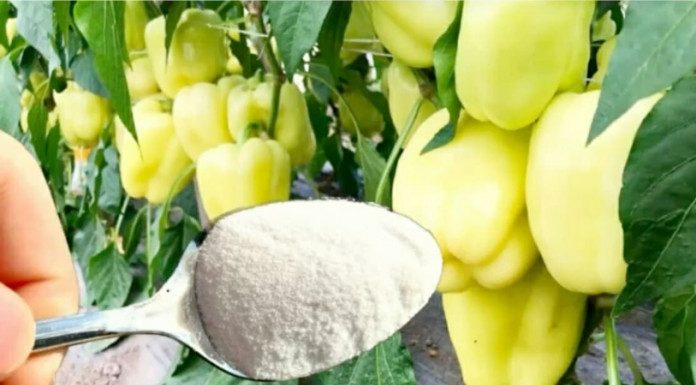 1 žlica za papriku u MAJU i ona ODMAH raste, oživljava i rađa 5 PUTA više: To je vrlo važan korak!