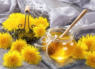 Maslačak blagotvorno deluje na jetru i žuč, smanjuje šećer, ubrzava metabolizam: A evo na koji način je najbolje da ga koristite da biste očistili organizam