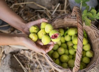 Nije samo orah u pitanju: Naši stari nikad nisu sadili smokvu blizu kuće, evo i zbog čega