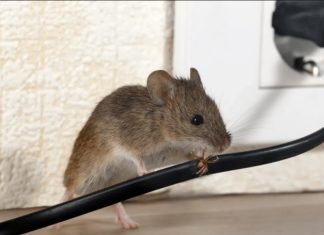 DOMAĆI TRIK DA SE RIJEŠITE MIŠEVA U STANU ILI PODRUMU