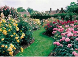 Razblažite u vodi i zalijte svoje ruže u aprilu: Doći će do bukvalne EKSPLOZIJE cvijeća!