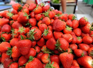 JEDNA GRUPA LJUDI NE BI SMELA DA JEDE JAGODE: Ako imate OVU dijagnozu, oprostite se od njih