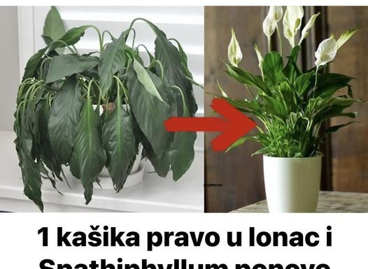 Samo jedna kasika i Spathiphyllum nevjerovatno ce cvjetati!!