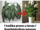 Samo jedna kasika i Spathiphyllum nevjerovatno ce cvjetati!!