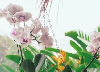 Ovu tečnost orhideja voli više od vode, dovoljne su samo 2 kašike i cvetaće kao luda….