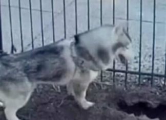 „Pas danima KOPAO ISTO MJESTO – vlasnica posumnjala na NAJGORE: Kad je vidjela ŠTA JE UNUTRA, zaledila se!“