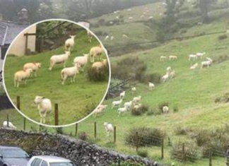 SNIMALA OVCE pa primjetila nešto vrlo čudno: “Nisam mogla vjerovati svojim očima! Kako je to moguće?”