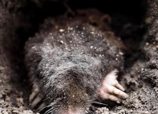 Krtice u bašti prave ogromnu štetu, evo kako da ih se rešite: Sipajte ovaj napitak u zemlju i odmah će pobeći