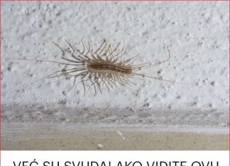 VEĆ SU SVUDA! AKO VIDITE OVU BUBU NA ZIDU, NI SLUČAJNO JE NE UBIJAJTE: Jezive su, ali ukazuju na jedan veliki problem koji imate u kući