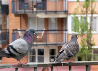 Stavite 1 predmet na terasu i otjeraćete golubove zauvijek: Sitnica od koje bježe glavom bez obzira