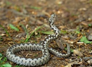 Zmije BJEŽE kao lude od ovoga: Stavite ga u dvorište i više se nikad neće vratiti!