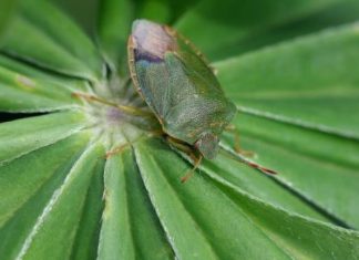 STARI BALKANSKI TRIK PROTIV SMRDIBUBA: Baka otkrila moćnu formulu iz kuhinje – SMRDIBUBE NESTAJU U SEKUNDI! (VIDEO)