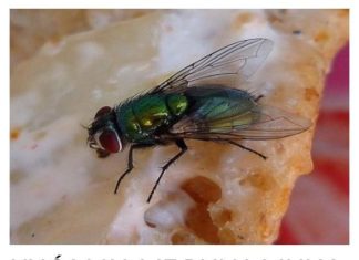 KUĆA VAM JE PUNA MUHA, EVO ŠTA ĆE IH OTJERATI BRZINOM MUNJE: Treba vam samo JEDNA NAMIRNICA!