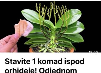 Stavite 1 komad ispod orhideje! Odjednom izraste 100 grana i cvjeta cijele godine