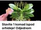 Stavite 1 komad ispod orhideje! Odjednom izraste 100 grana i cvjeta cijele godine