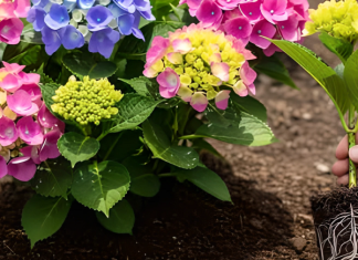 Sada razmnožite hortenzije – OVO je najjednostavniji način!