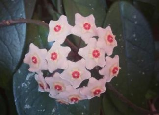 Svaka srpska porodica treba da ima ovu biljku u kući: Zovu je i Isusova suza, a iza svega se krije duboka simbolika