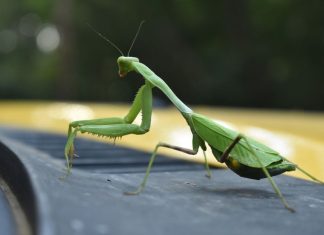 Kada vam u kuću uđe bogomoljka, to znači samo jedno: Ona nosi važnu poruku Kada vam u kuću uđe bogomoljka, to znači samo jedno: Ona nosi važnu poruku - featured image