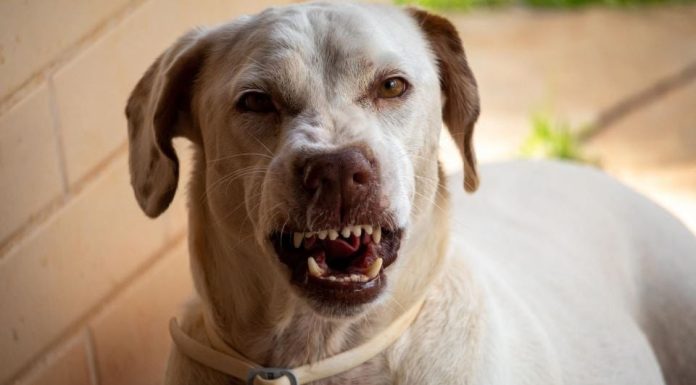 Nevjerovatno, ali istinito: Pas odmah nanjuši loše ljude, a evo kakav znak daje! Šta se događa kada pas nanjuši lošu osobu? Njihova reakcija daje jasan znak o tome kakav je neko - featured image