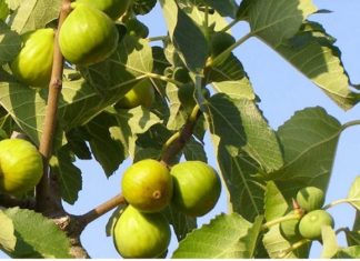 OVO treba uraditi tokom avgusta da bi dobili vrlo krupne plodove smokava OVO treba uraditi tokom avgusta da bi dobili vrlo krupne plodove smokava - featured image