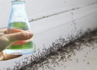 Sa samo jednom kapljicom, možete učiniti da mravi trenutno nestanu – nevjerojatno učinkovit trik za vaš dom! Sa samo jednom kapljicom, možete učiniti da mravi trenutno nestanu – nevjerojatno učinkovit trik za vaš dom! - featured image