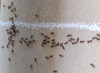 Staro verovanje otkriva: Ako se mravi pojave ovako, čeka vas zlo i nesreća u kući! Nećete verovati: Mravi od pamtiveka nagoveštavaju događaje, evo kada slute zlo i nesreću u kući - featured image