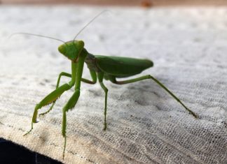 Ako vam ovaj insekt uđe u stan budite srećni: Kažu da s razlogom bira kuću, a poruka koju nosi je predivna Ako vam ovaj insekt uđe u stan budite srećni: Kažu da s razlogom bira kuću, a poruka koju nosi je predivna - featured image