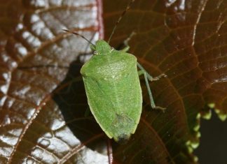Samo jednu stvar stavite i one bjeze: Smrdibube se strasno plase ove jedne stvari- RIJESITE SVOJ DOM OD OVIH NAPASTI Samo jednu stvar stavite i one bjeze: Smrdibube se strasno plase ove jedne stvari- RIJESITE SVOJ DOM OD OVIH NAPASTI - featured image