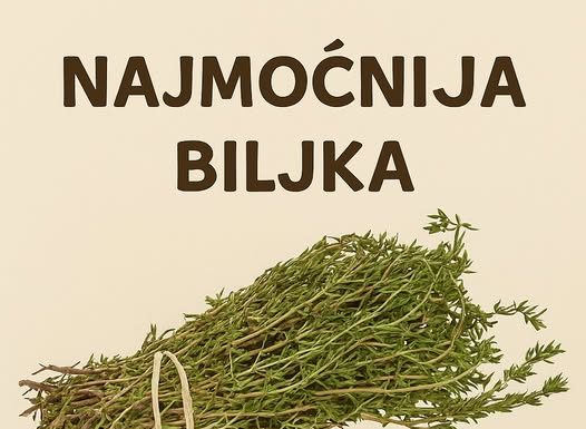 RECEPT ZA PRIRODNO LJEKOVITO ULJE: Prirodni saveznik protiv infekcija RECEPT ZA PRIRODNO LJEKOVITO ULJE: Prirodni saveznik protiv infekcija - featured image