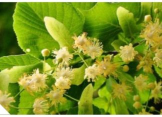 ZOVU GA NAPITAK SREĆE: Najpoznatiji Travar 20 Stoljeća Otkriva Recept Za Čaj Koji Eliminiše Nervozu Organizma! ZOVU GA NAPITAK SREĆE: Najpoznatiji Travar 20 Stoljeća Otkriva Recept Za Čaj Koji Eliminiše Nervozu Organizma! - featured image