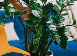 Sipajte pola šolje u saksiju za cvijeće: Zamiokulkas će pustiti lišće kao lud! Sipajte pola šolje u saksiju za cvijeće: Zamiokulkas će pustiti lišće kao lud! - featured image