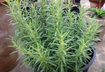 Ruzmarin i mačka u kući: Odmah na ovo obratite pažnju Ruzmarin i mačka u kući: Odmah na ovo obratite pažnju - featured image