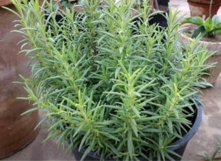 Ruzmarin i mačka u kući: Odmah na ovo obratite pažnju Ruzmarin i mačka u kući: Odmah na ovo obratite pažnju - featured image