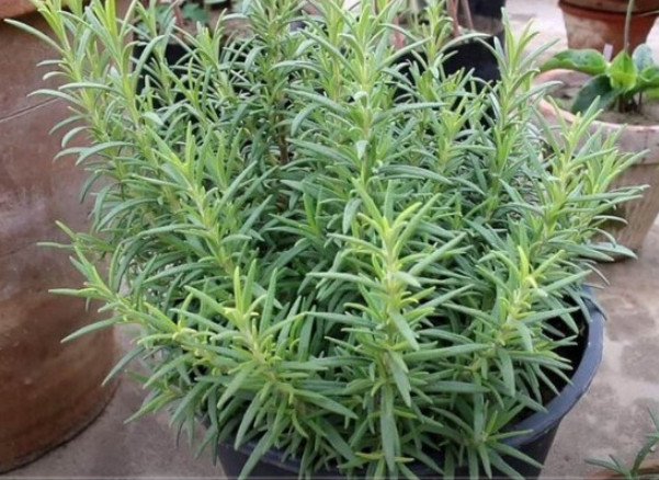 Ruzmarin i mačka u kući: Odmah na ovo obratite pažnju - featured image Ruzmarin i mačka u kući: Odmah na ovo obratite pažnju - featured image