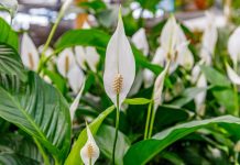 SPATIFILUM, MIRNI LJILJAN ILI ŽENSKA SREĆA: Uradite samo 1 stvar i cvetaće u buketima tokom cele godine SPATIFILUM, MIRNI LJILJAN ILI ŽENSKA SREĆA: Uradite samo 1 stvar i cvetaće u buketima tokom cele godine - featured image