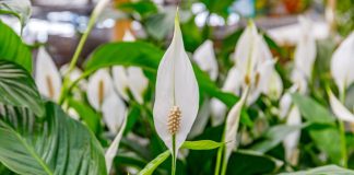 SPATIFILUM, MIRNI LJILJAN ILI ŽENSKA SREĆA: Uradite samo 1 stvar i cvetaće u buketima tokom cele godine SPATIFILUM, MIRNI LJILJAN ILI ŽENSKA SREĆA: Uradite samo 1 stvar i cvetaće u buketima tokom cele godine - featured image