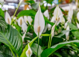 SPATIFILUM, MIRNI LJILJAN ILI ŽENSKA SREĆA: Uradite samo 1 stvar i cvetaće u buketima tokom cele godine SPATIFILUM, MIRNI LJILJAN ILI ŽENSKA SREĆA: Uradite samo 1 stvar i cvetaće u buketima tokom cele godine - featured image