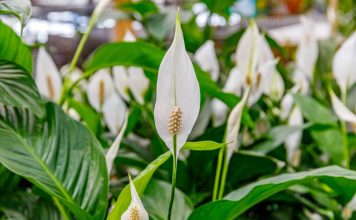 SPATIFILUM, MIRNI LJILJAN ILI ŽENSKA SREĆA: Uradite samo 1 stvar i cvetaće u buketima tokom cele godine SPATIFILUM, MIRNI LJILJAN ILI ŽENSKA SREĆA: Uradite samo 1 stvar i cvetaće u buketima tokom cele godine - featured image