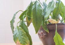 Zašto listovi spatifiluma žute: Da bi ova biljka bila zdrava, sjajna i bujna, ključno je da joj obezbedite dovoljno indirektne svetlosti Zašto listovi spatifiluma žute: Da bi ova biljka bila zdrava, sjajna i bujna, ključno je da joj obezbedite dovoljno indirektne svetlosti - featured image