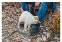 TRLJA LI SE MAČKA UZ VAŠE NOGE: Evo šta vam pokušava reći TRLJA LI SE MAČKA UZ VAŠE NOGE: Evo šta vam pokušava reći - featured image