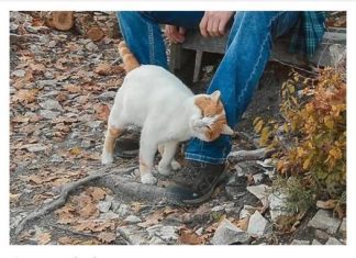 TRLJA LI SE MAČKA UZ VAŠE NOGE: Evo šta vam pokušava reći TRLJA LI SE MAČKA UZ VAŠE NOGE: Evo šta vam pokušava reći - featured image