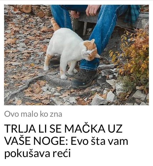 TRLJA LI SE MAČKA UZ VAŠE NOGE: Evo šta vam pokušava reći - featured image TRLJA LI SE MAČKA UZ VAŠE NOGE: Evo šta vam pokušava reći - featured image