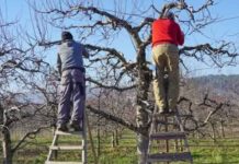 Evo šta uvijek trebate raditi sa svojom jabukom u jesen: U suprotnom, žetva će sljedeće godine biti loša! Evo šta uvijek trebate raditi sa svojom jabukom u jesen: U suprotnom, žetva će sljedeće godine biti loša! - featured image