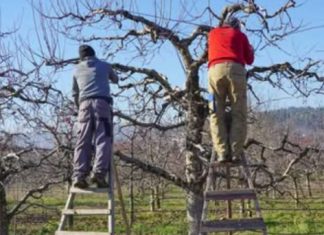 Evo šta uvijek trebate raditi sa svojom jabukom u jesen: U suprotnom, žetva će sljedeće godine biti loša! Evo šta uvijek trebate raditi sa svojom jabukom u jesen: U suprotnom, žetva će sljedeće godine biti loša! - featured image