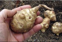 Ova biljka je spas za dijabetičare, idealna za mršavljenje i dobru probavu… Ova biljka je spas za dijabetičare, idealna za mršavljenje i dobru probavu… - featured image